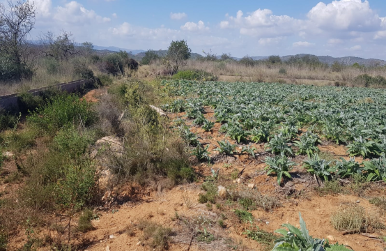 Fínca de regadío en Alcalá de Xivert  Zona Cap i Corp