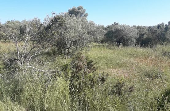 Suelo rústico en Canet lo Roig